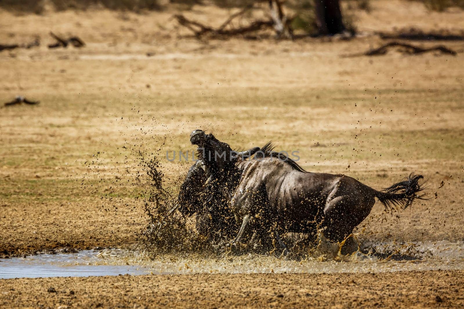 Two Blue wildebeest bull fighting in waterhole in Kgalagadi transfrontier park, South Africa ; Specie Connochaetes taurinus family of Bovidae