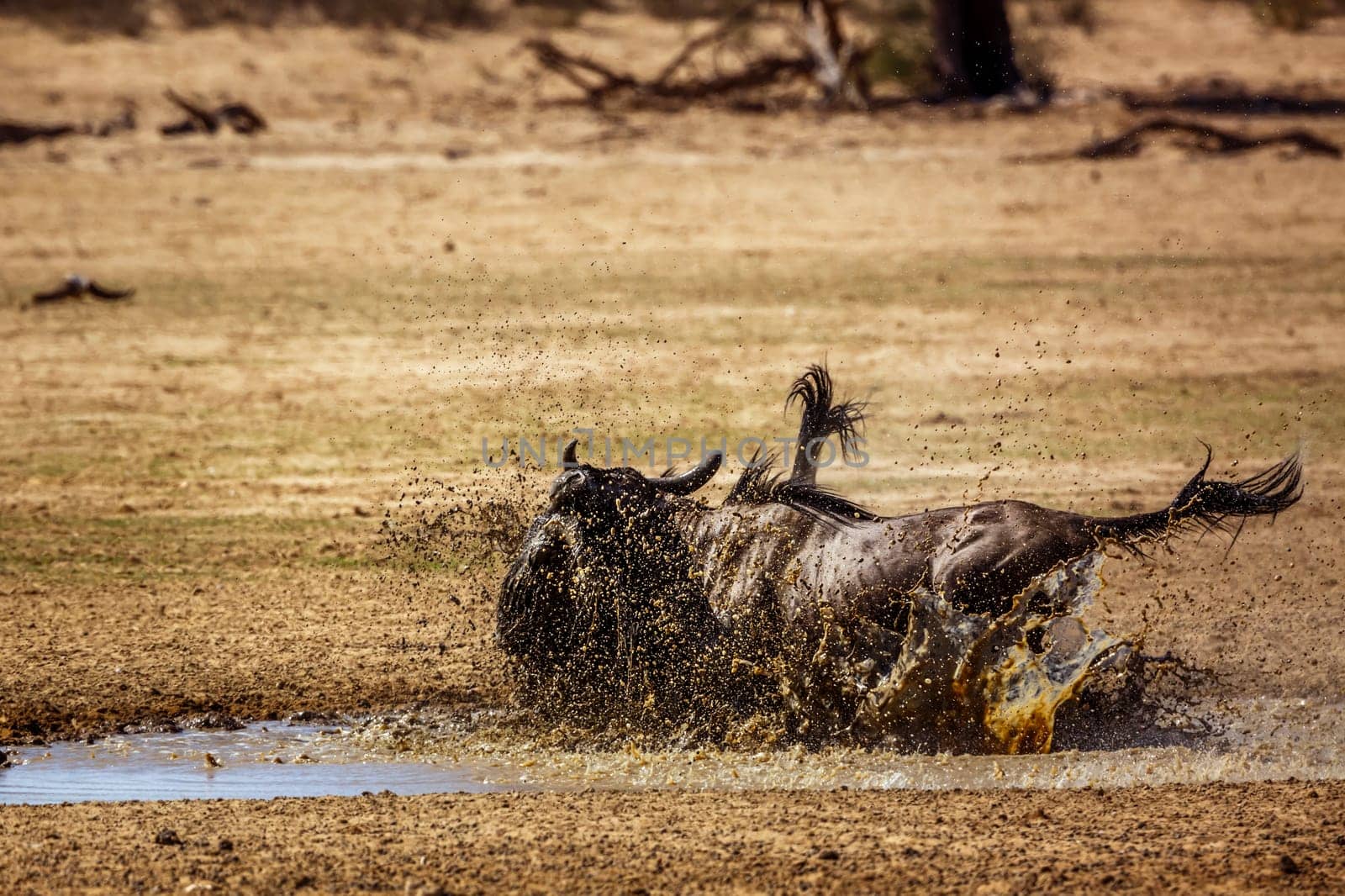 Blue wildebeest in Kgalagadi transfrontier park, South Africa by PACOCOMO