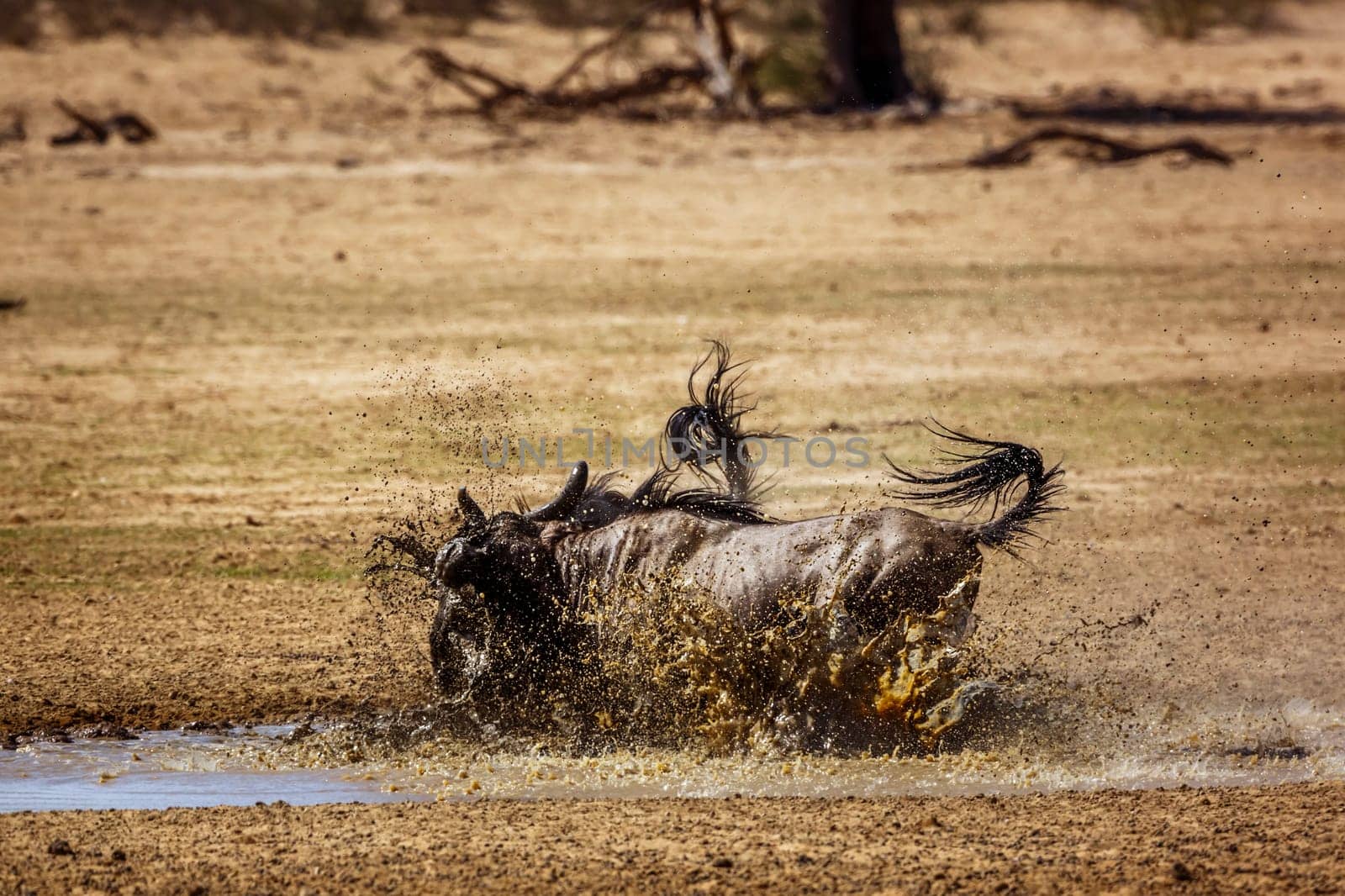 Blue wildebeest in Kgalagadi transfrontier park, South Africa by PACOCOMO