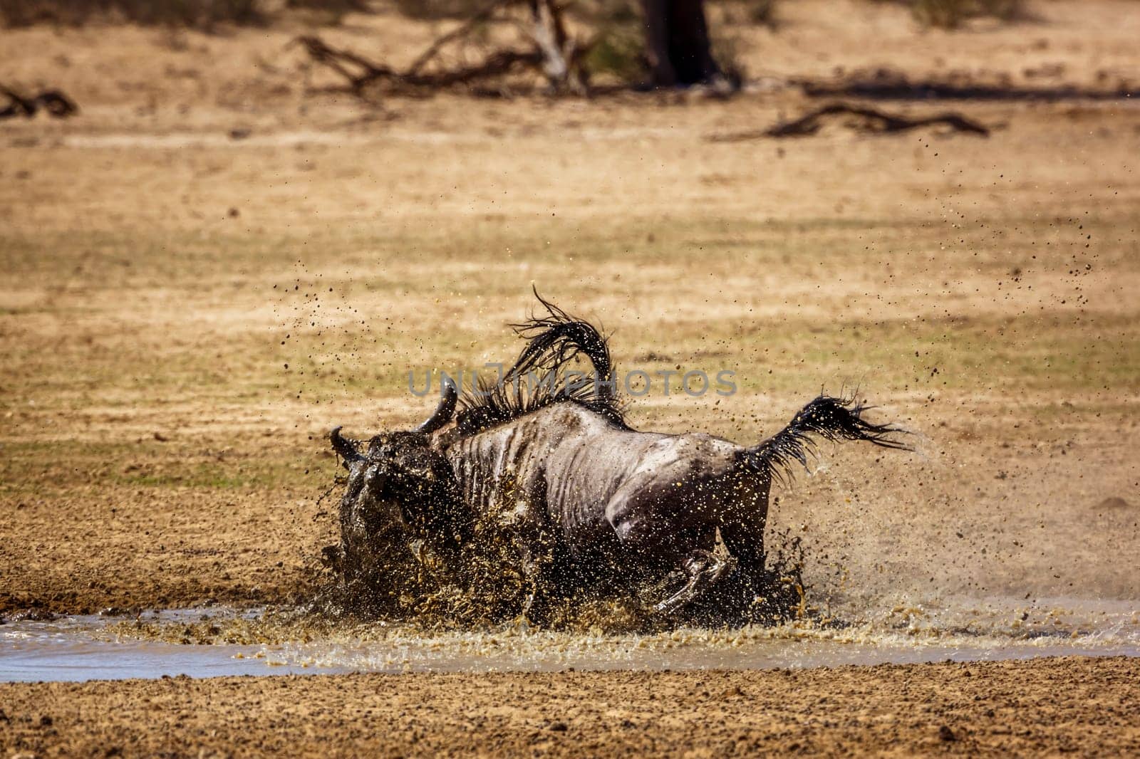 Blue wildebeest in Kgalagadi transfrontier park, South Africa by PACOCOMO