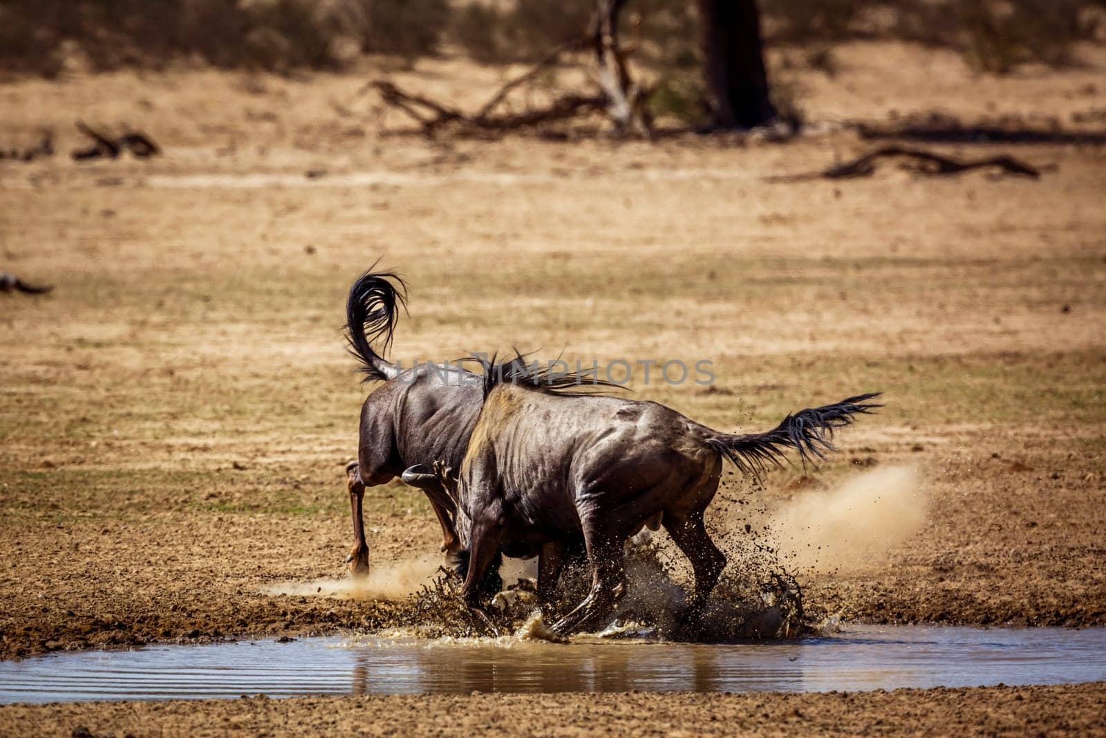 Two Blue wildebeest bull fighting in waterhole in Kgalagadi transfrontier park, South Africa ; Specie Connochaetes taurinus family of Bovidae