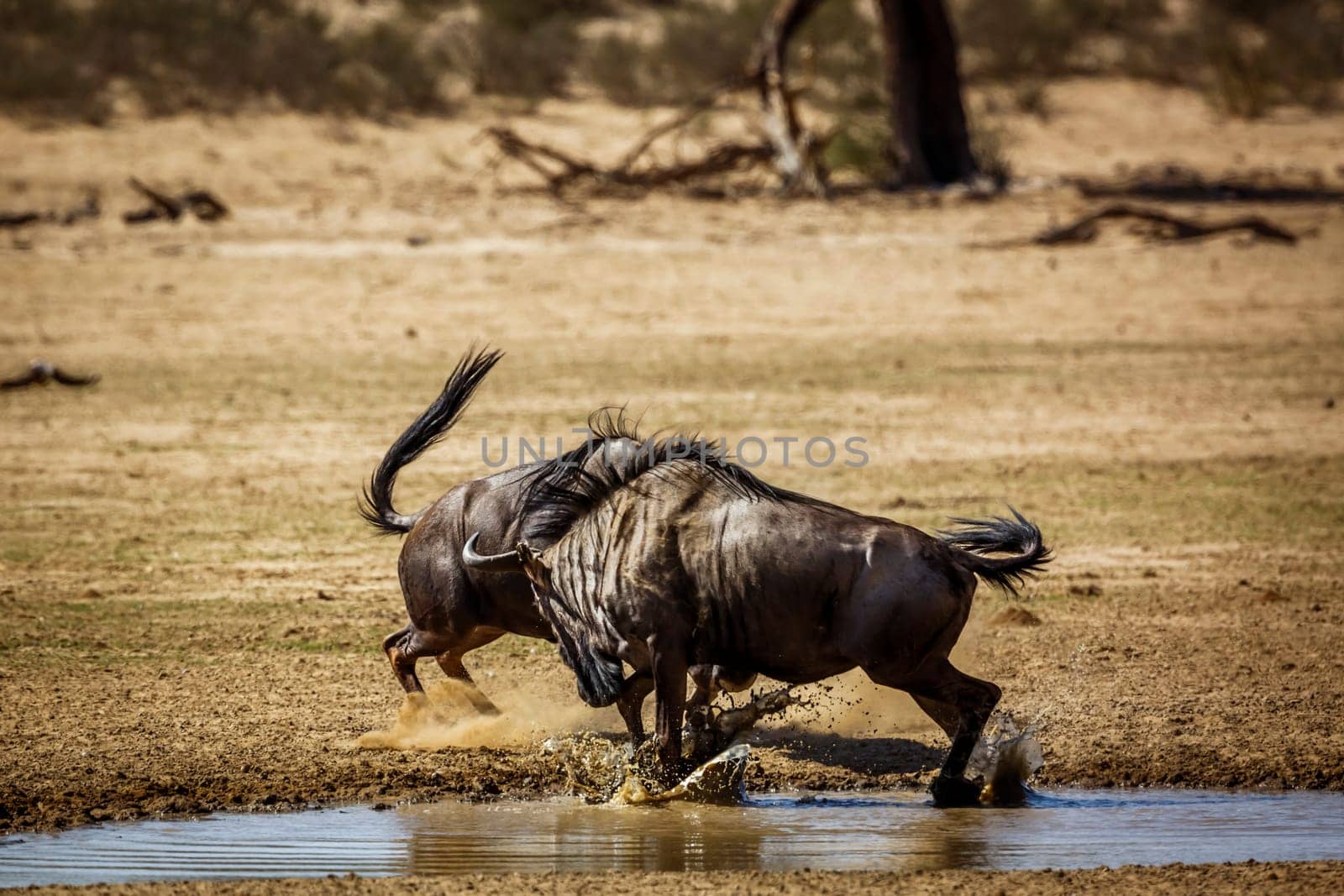 Two Blue wildebeest bull fighting in waterhole in Kgalagadi transfrontier park, South Africa ; Specie Connochaetes taurinus family of Bovidae