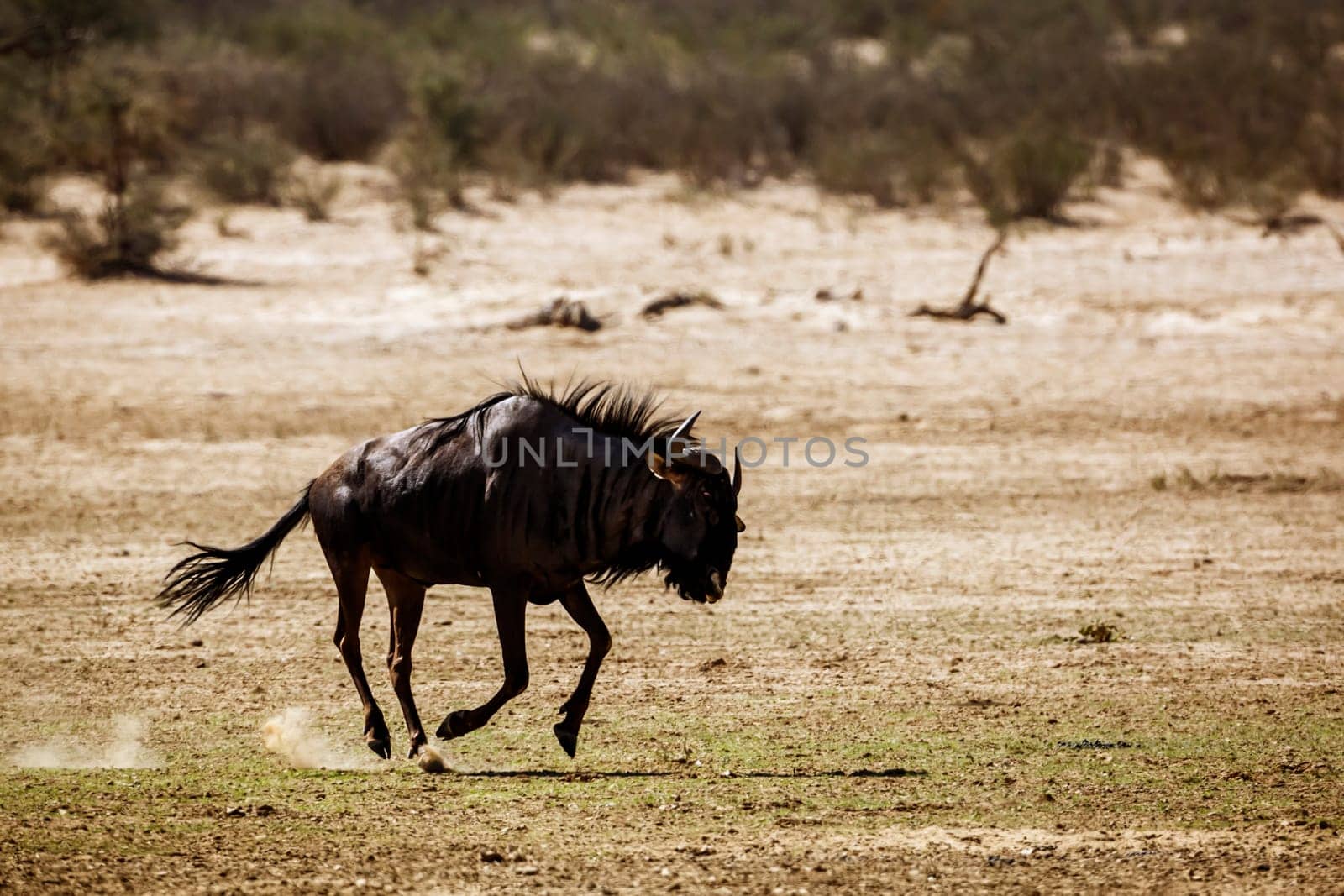 Blue wildebeest in Kgalagadi transfrontier park, South Africa by PACOCOMO