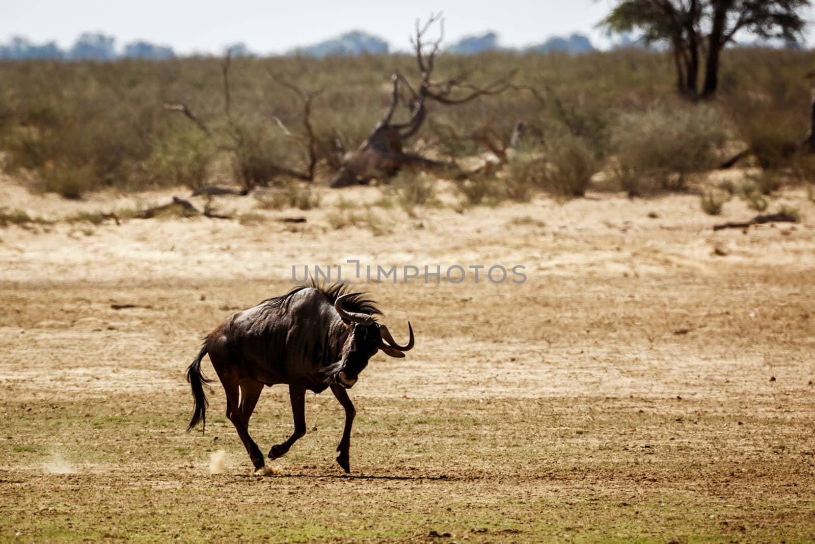 Blue wildebeest in Kgalagadi transfrontier park, South Africa by PACOCOMO