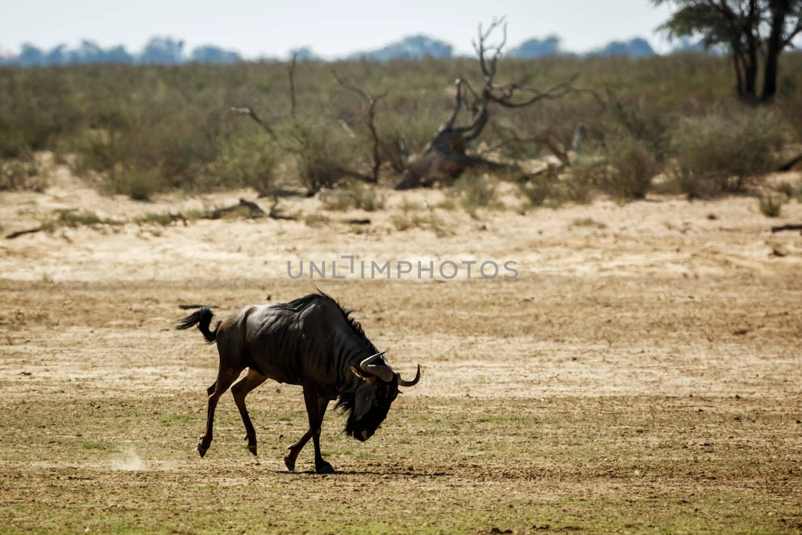 Blue wildebeest in Kgalagadi transfrontier park, South Africa by PACOCOMO