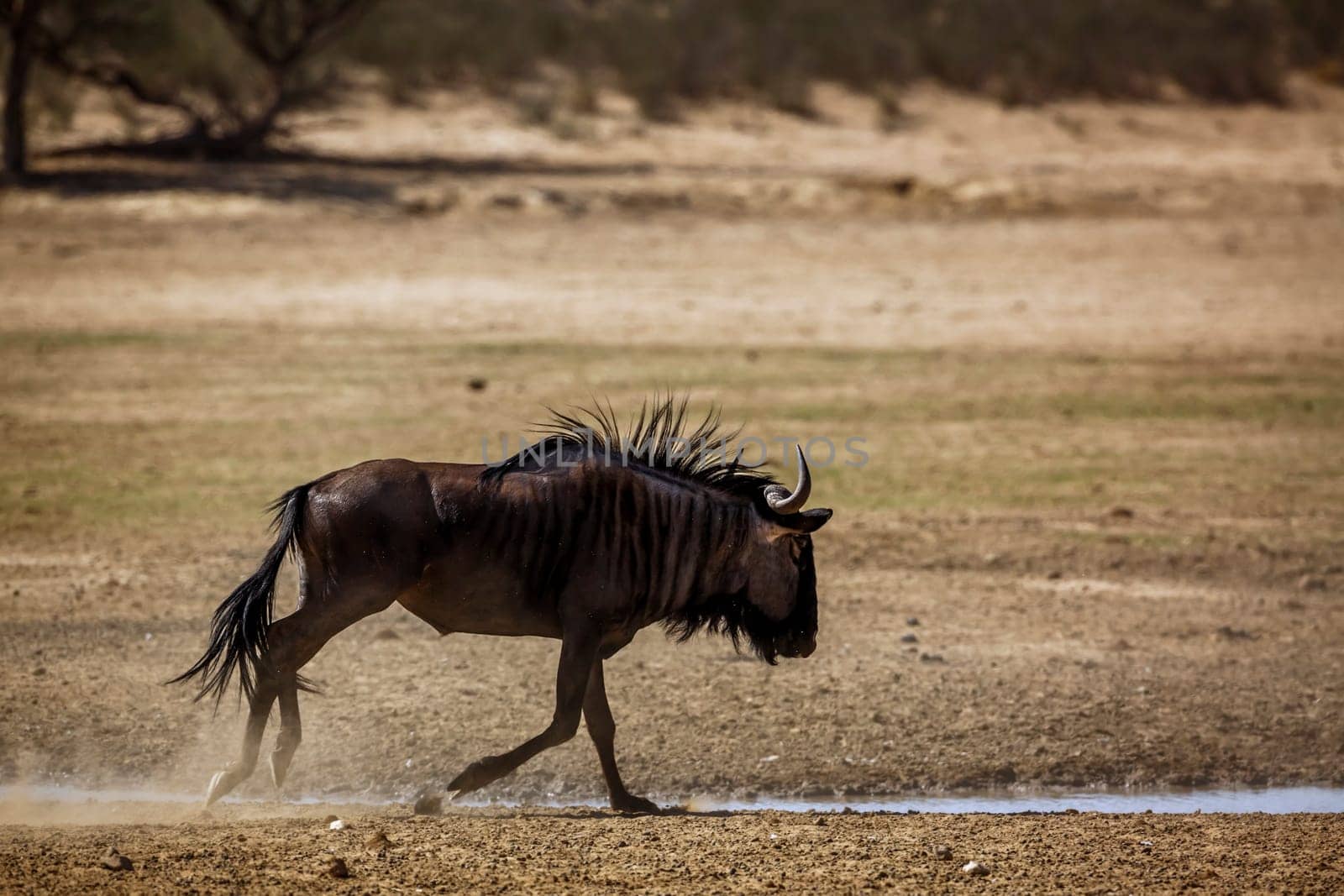 Blue wildebeest in Kgalagadi transfrontier park, South Africa by PACOCOMO