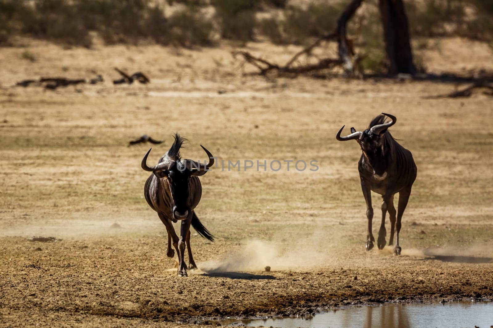 Two Blue wildebeest running out in dry land in Kgalagadi transfrontier park, South Africa ; Specie Connochaetes taurinus family of Bovidae