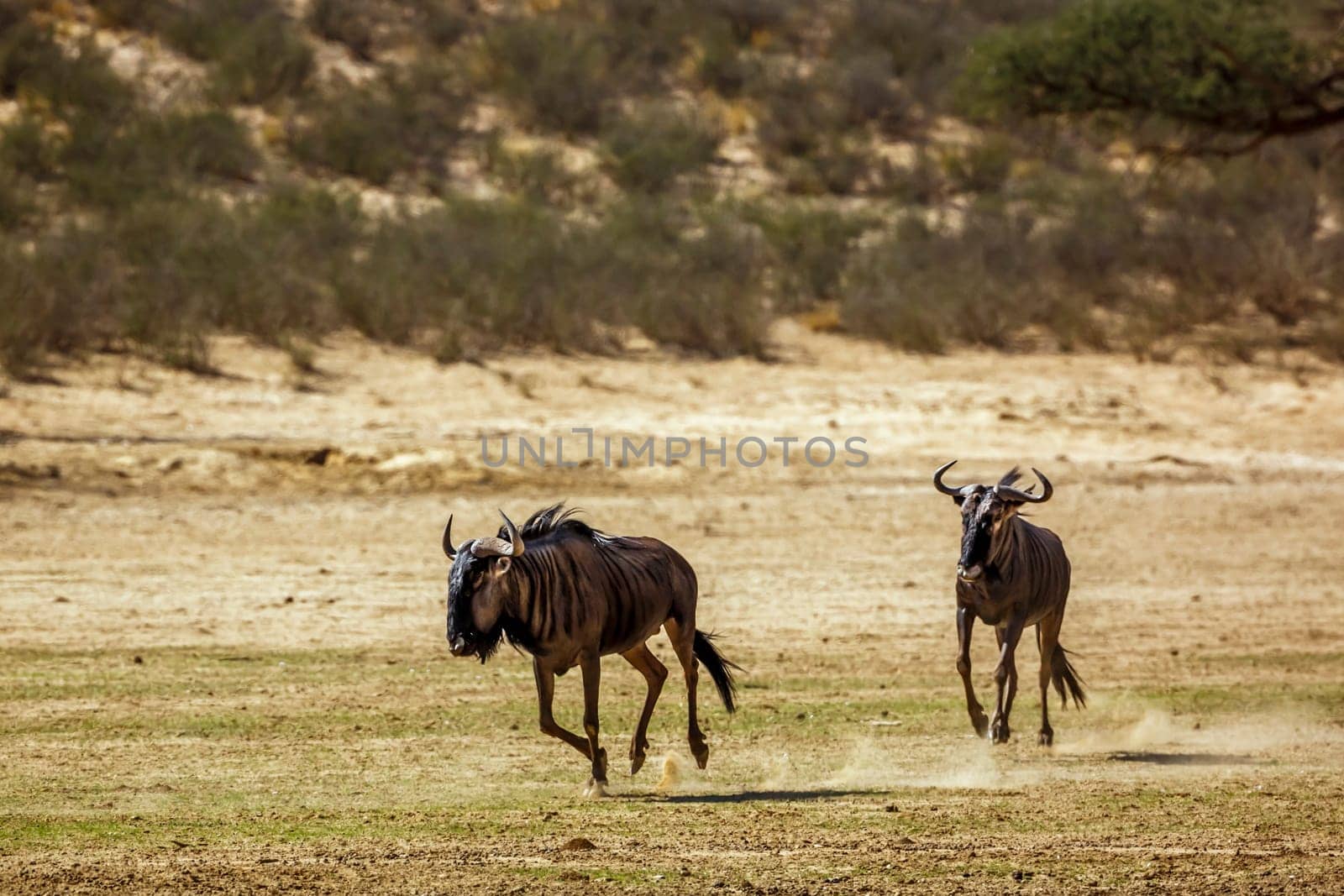 Two Blue wildebeest running out in dry land in Kgalagadi transfrontier park, South Africa ; Specie Connochaetes taurinus family of Bovidae