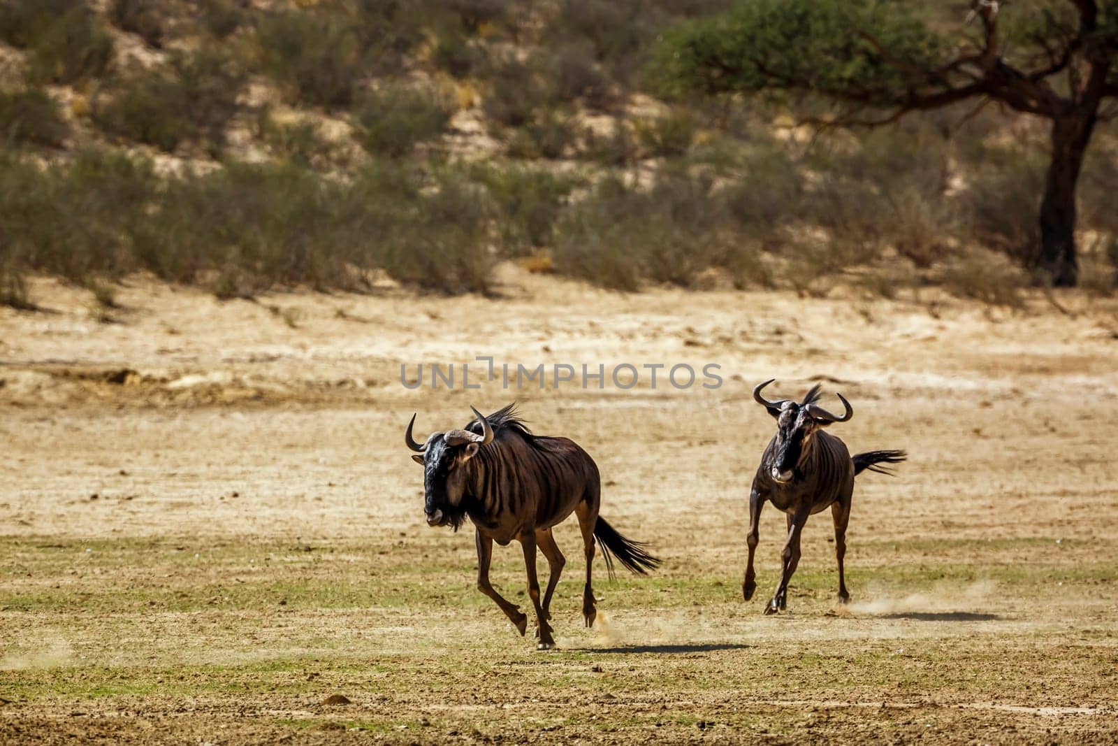 Two Blue wildebeest running out in dry land in Kgalagadi transfrontier park, South Africa ; Specie Connochaetes taurinus family of Bovidae