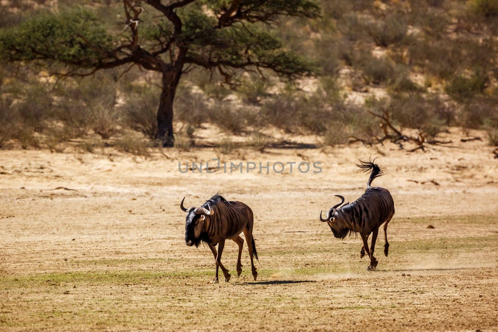 Two Blue wildebeest running out in dry land in Kgalagadi transfrontier park, South Africa ; Specie Connochaetes taurinus family of Bovidae