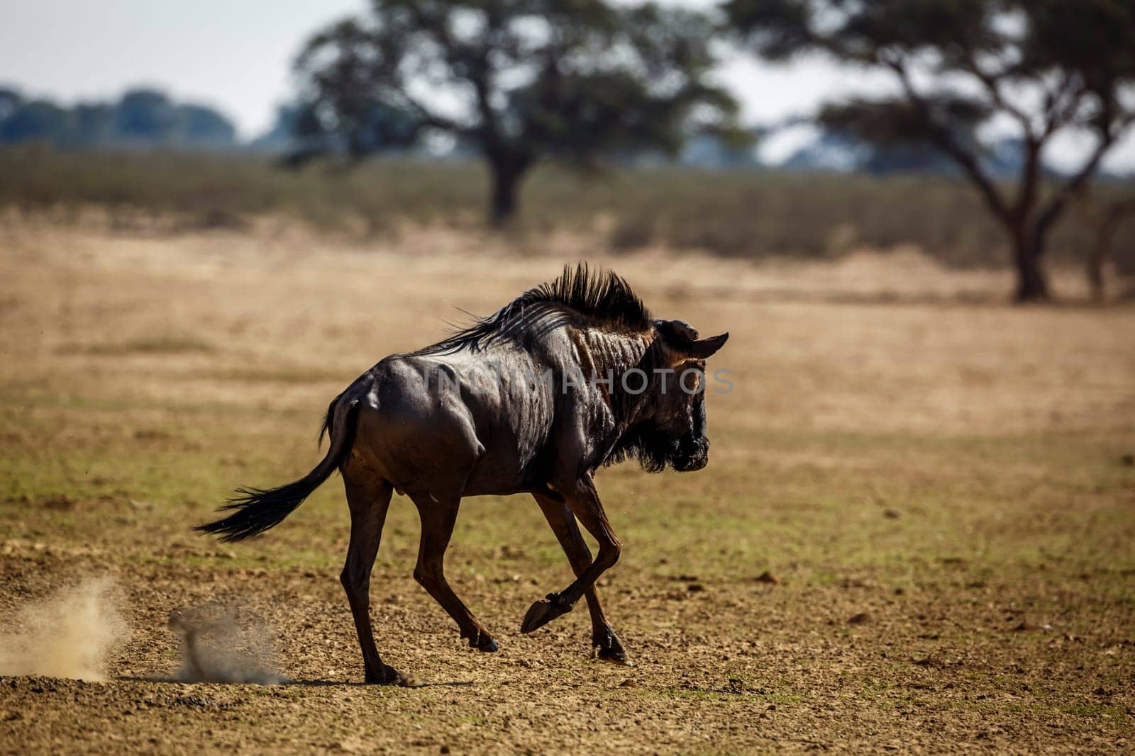 Blue wildebeest in Kgalagadi transfrontier park, South Africa by PACOCOMO