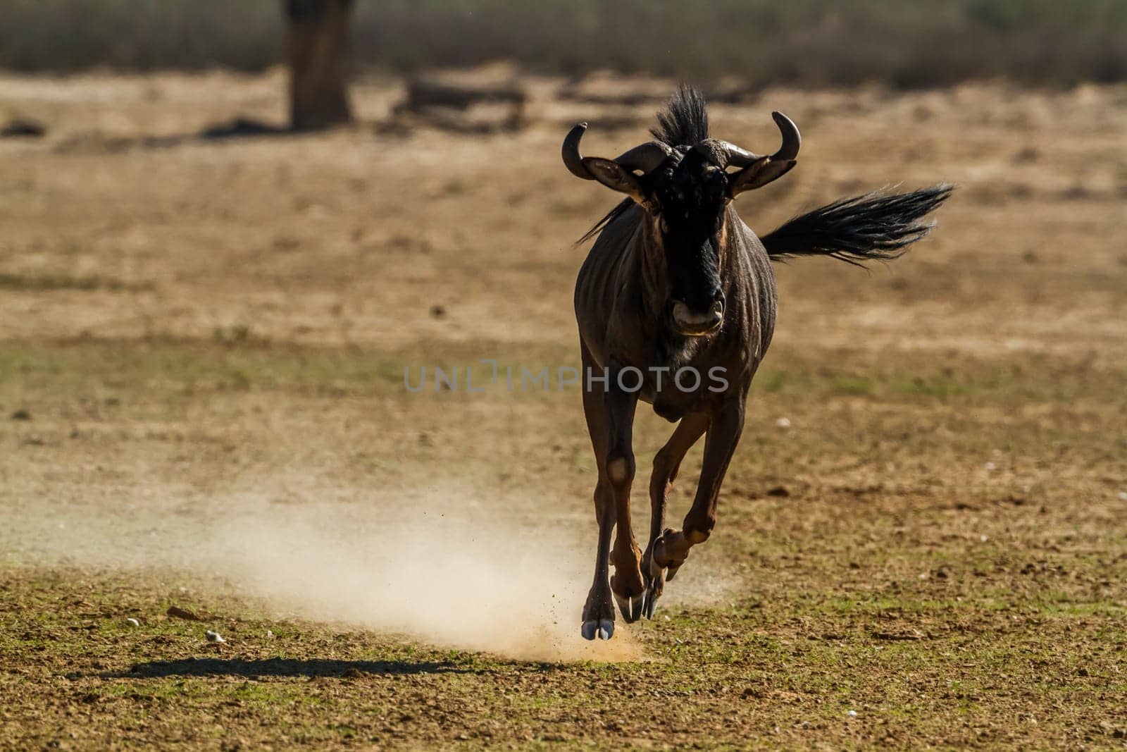 Blue wildebeest in Kgalagadi transfrontier park, South Africa by PACOCOMO