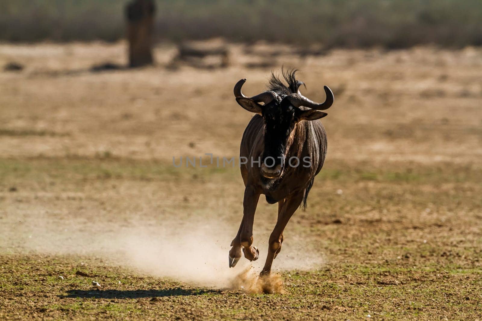 Blue wildebeest in Kgalagadi transfrontier park, South Africa by PACOCOMO