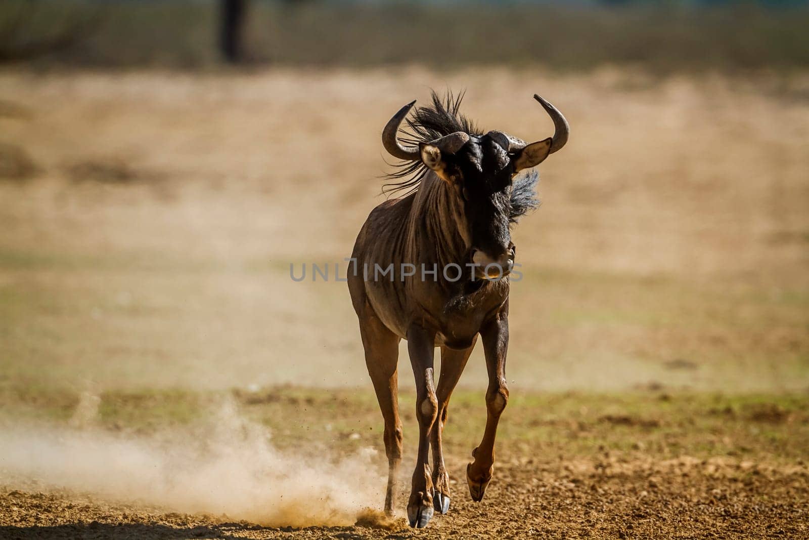Blue wildebeest running front view in dry land in Kgalagadi transfrontier park, South Africa ; Specie Connochaetes taurinus family of Bovidae