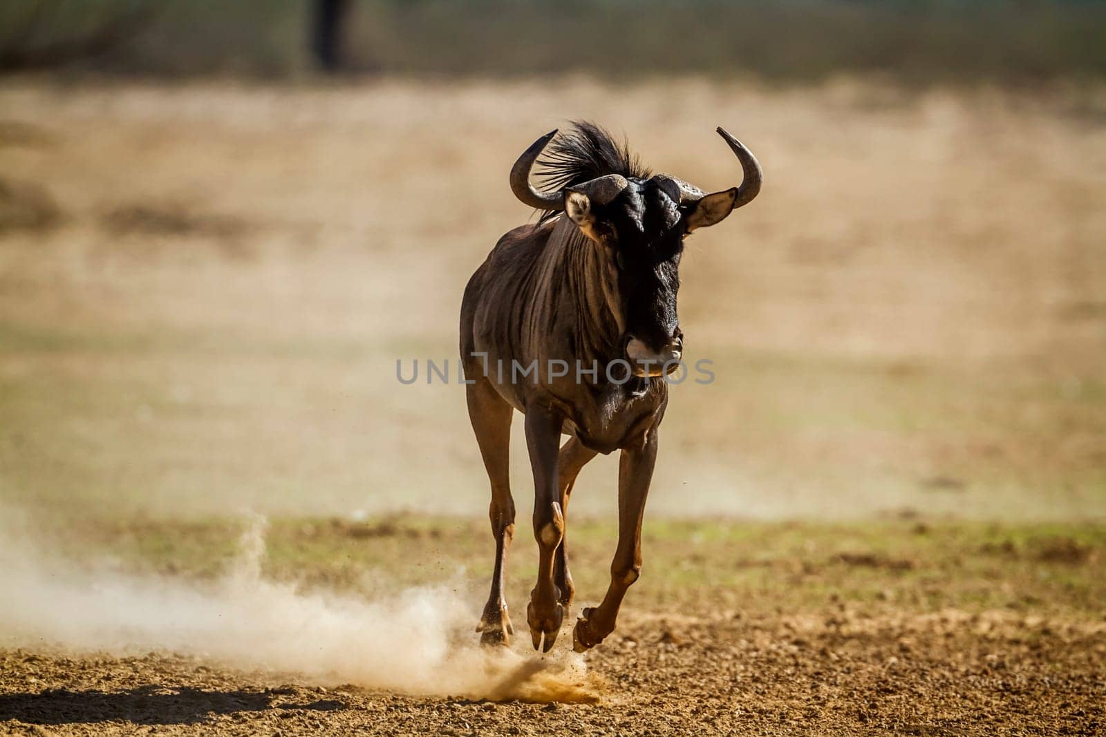 Blue wildebeest running front view in dry land in Kgalagadi transfrontier park, South Africa ; Specie Connochaetes taurinus family of Bovidae