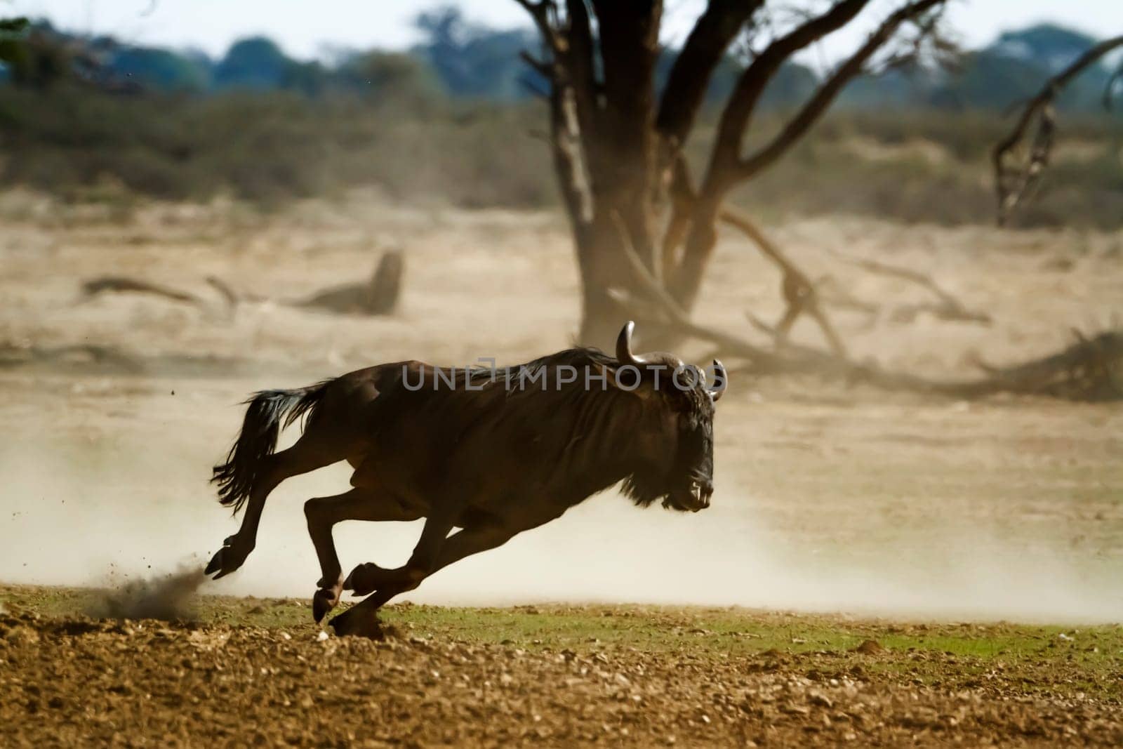 Blue wildebeest in Kgalagadi transfrontier park, South Africa by PACOCOMO