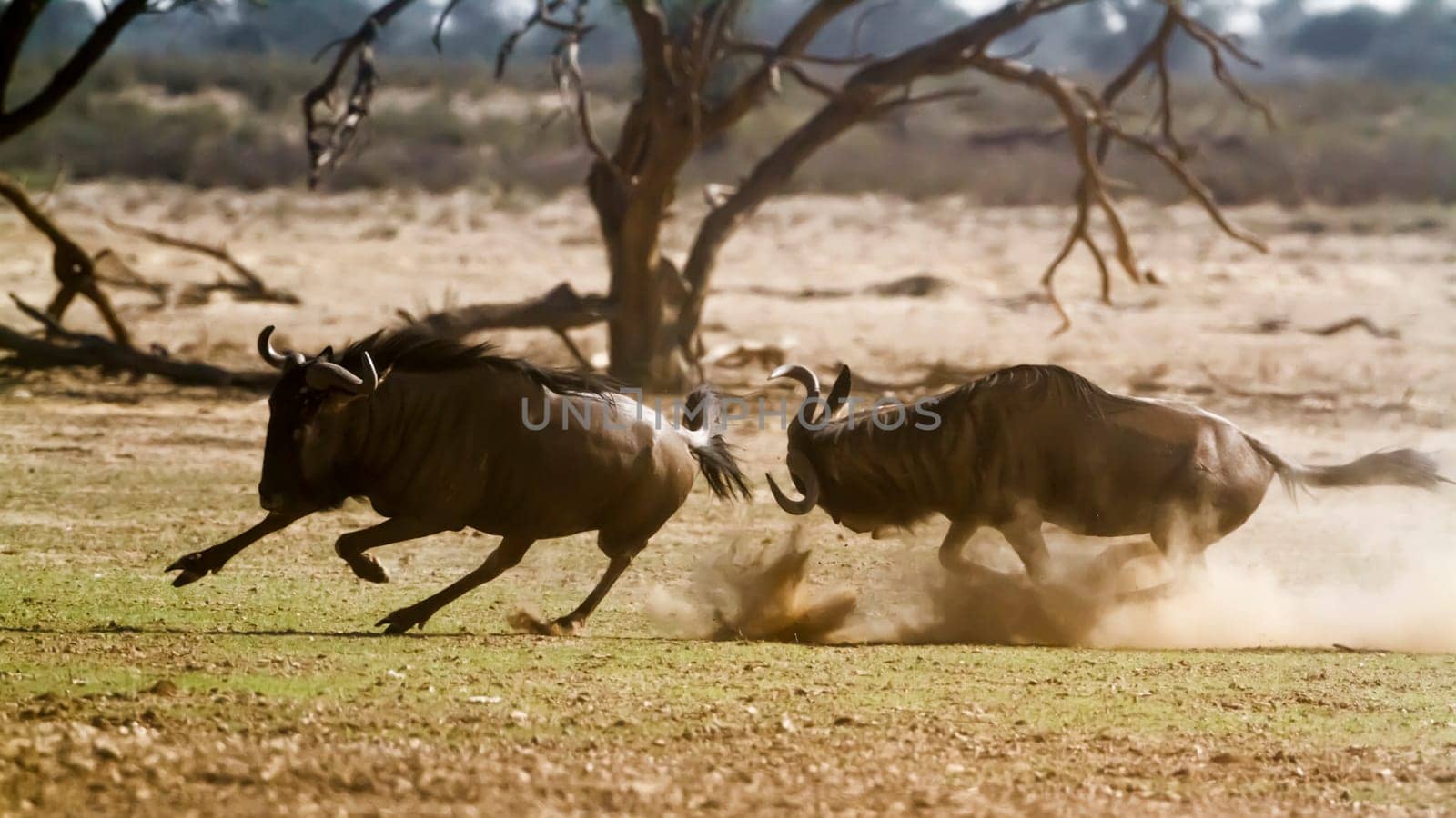 Blue wildebeest in Kgalagadi transfrontier park, South Africa by PACOCOMO