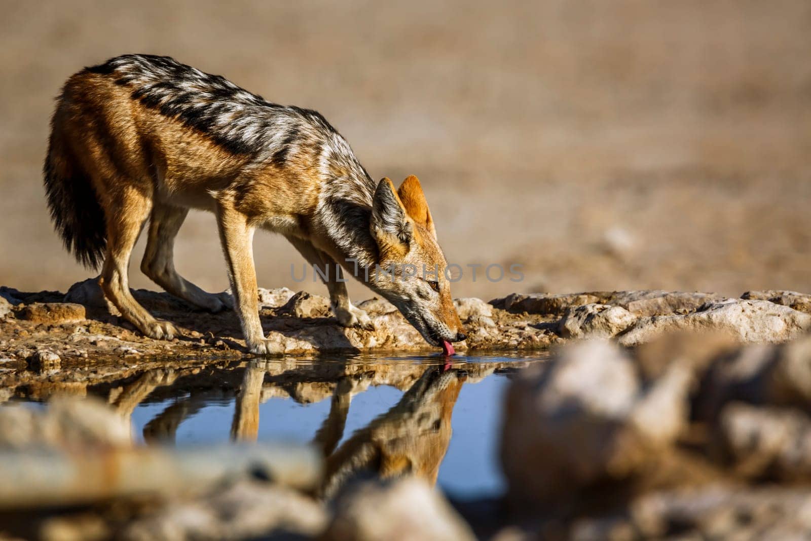 Black backed jackal in Kgalagadi transfrontier park, South Africa by PACOCOMO