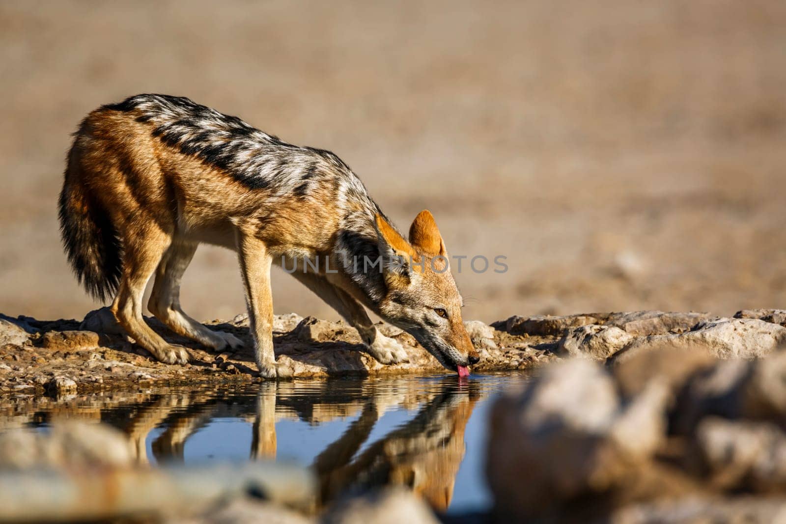 Black backed jackal drinking at waterhole in Kgalagadi transfrontier park, South Africa ; Specie Canis mesomelas family of Canidae