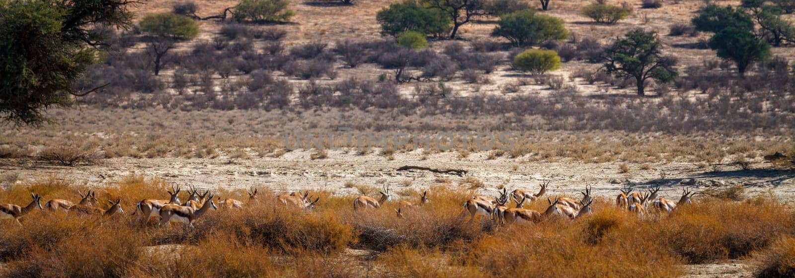 Springbok in Kgalagadi transfrontier park, South Africa by PACOCOMO