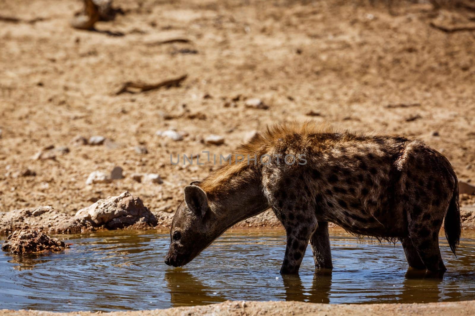 Spotted hyena in Kgalagadi transfrontier park, South Africa by PACOCOMO