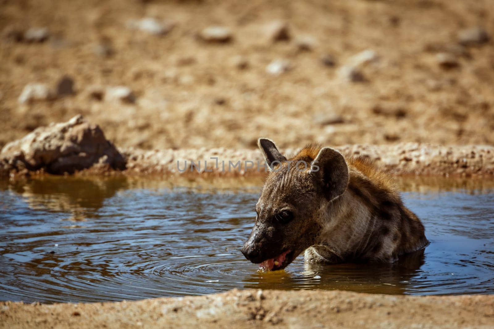 Spotted hyaena taking bath and drinking in waterhole in Kgalagadi transfrontier park, South Africa ; Specie Crocuta crocuta family of Hyaenidae