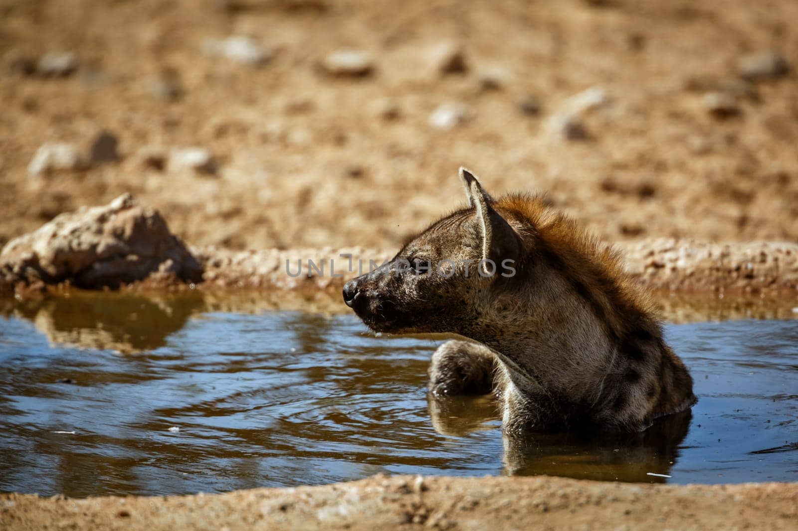 Spotted hyaena taking bath in waterhole in Kgalagadi transfrontier park, South Africa ; Specie Crocuta crocuta family of Hyaenidae