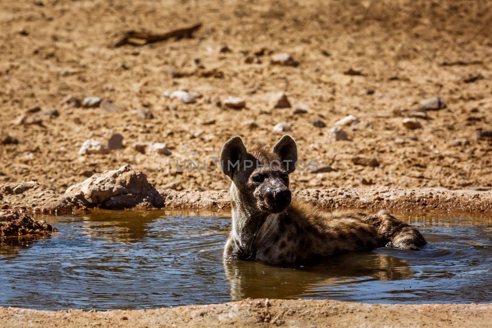 Spotted hyaena taking bath in waterhole in Kgalagadi transfrontier park, South Africa ; Specie Crocuta crocuta family of Hyaenidae