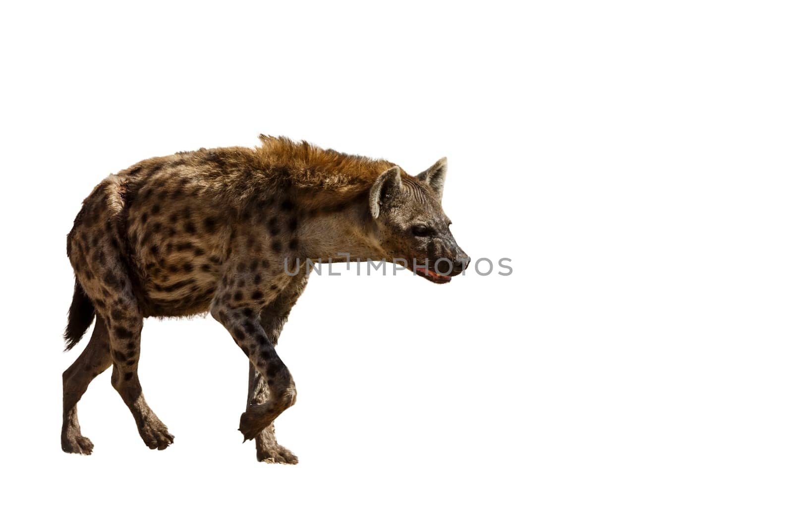 Spotted hyena in Kgalagadi transfrontier park, South Africa by PACOCOMO