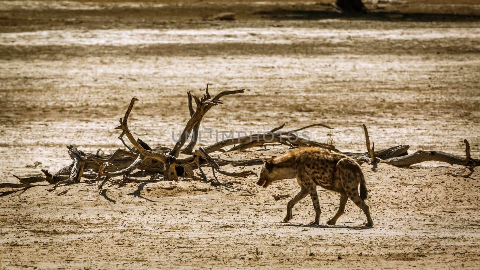 Spotted hyena in Kgalagadi transfrontier park, South Africa by PACOCOMO