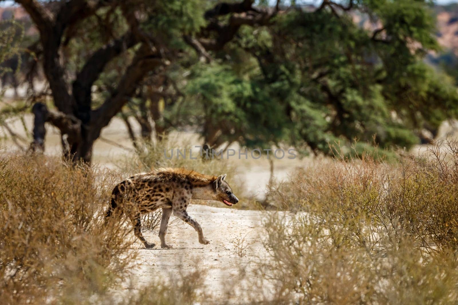 Spotted hyaena walking in dry land in Kruger National park, South Africa ; Specie Crocuta crocuta family of Hyaenidae