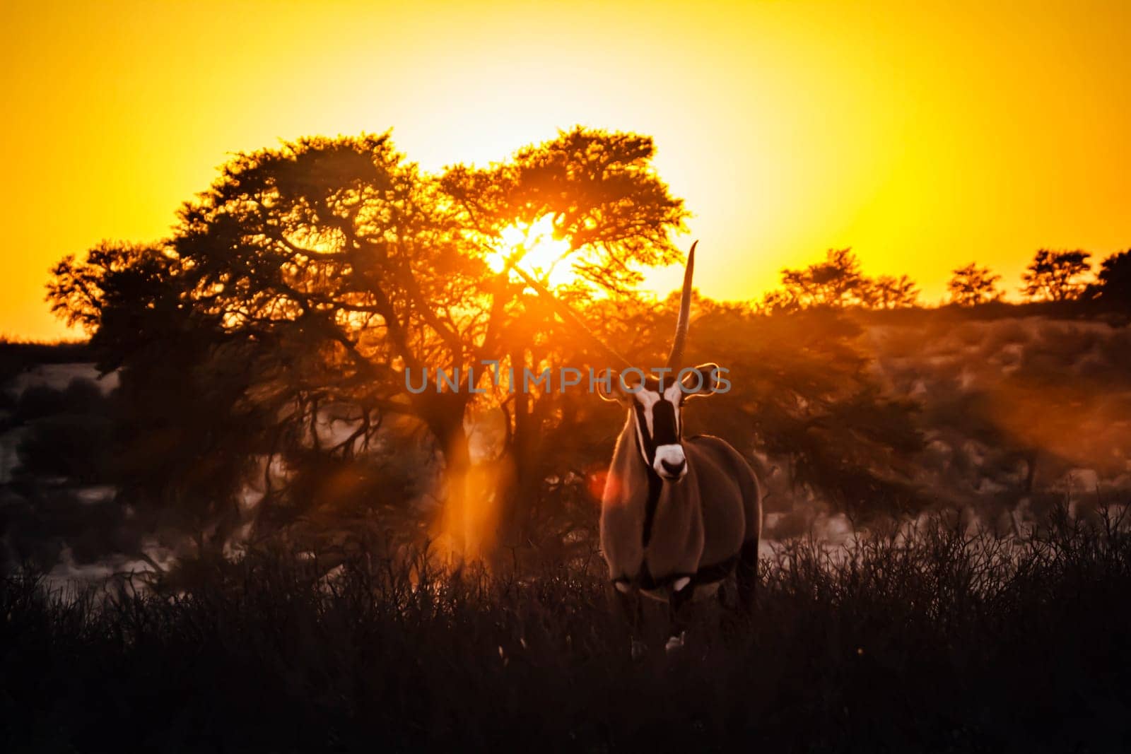 South African Oryx standing front view in front of sunset in Kgalagadi transfrontier park, South Africa; specie Oryx gazella family of Bovidae