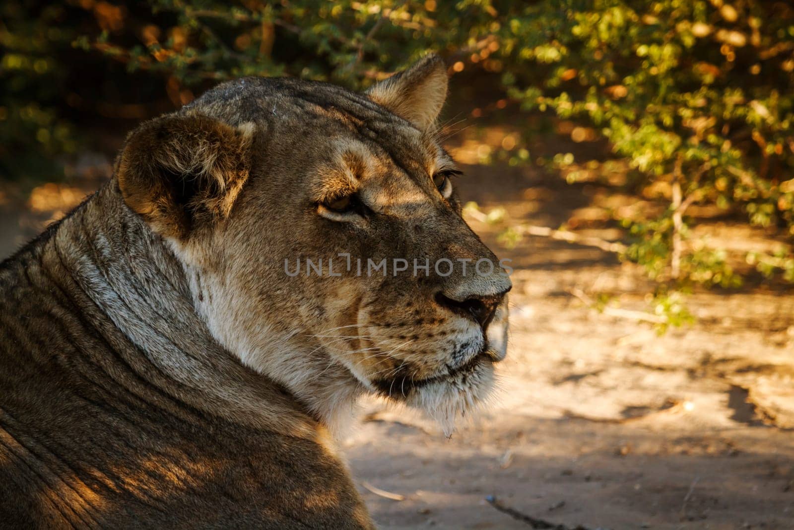 African lioness portrait in Kgalagadi transfrontier park, South Africa; Specie panthera leo family of felidae