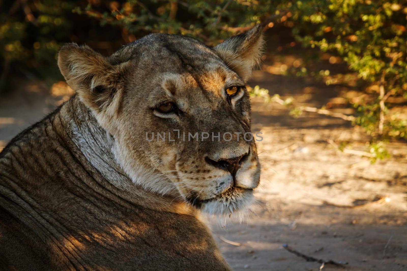 African lioness portrait looking at camera in Kgalagadi transfrontier park, South Africa; Specie panthera leo family of felidae
