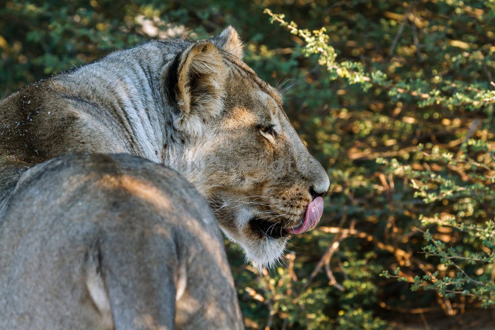 African lion in Kgalagadi transfrontier park, South Africa by PACOCOMO