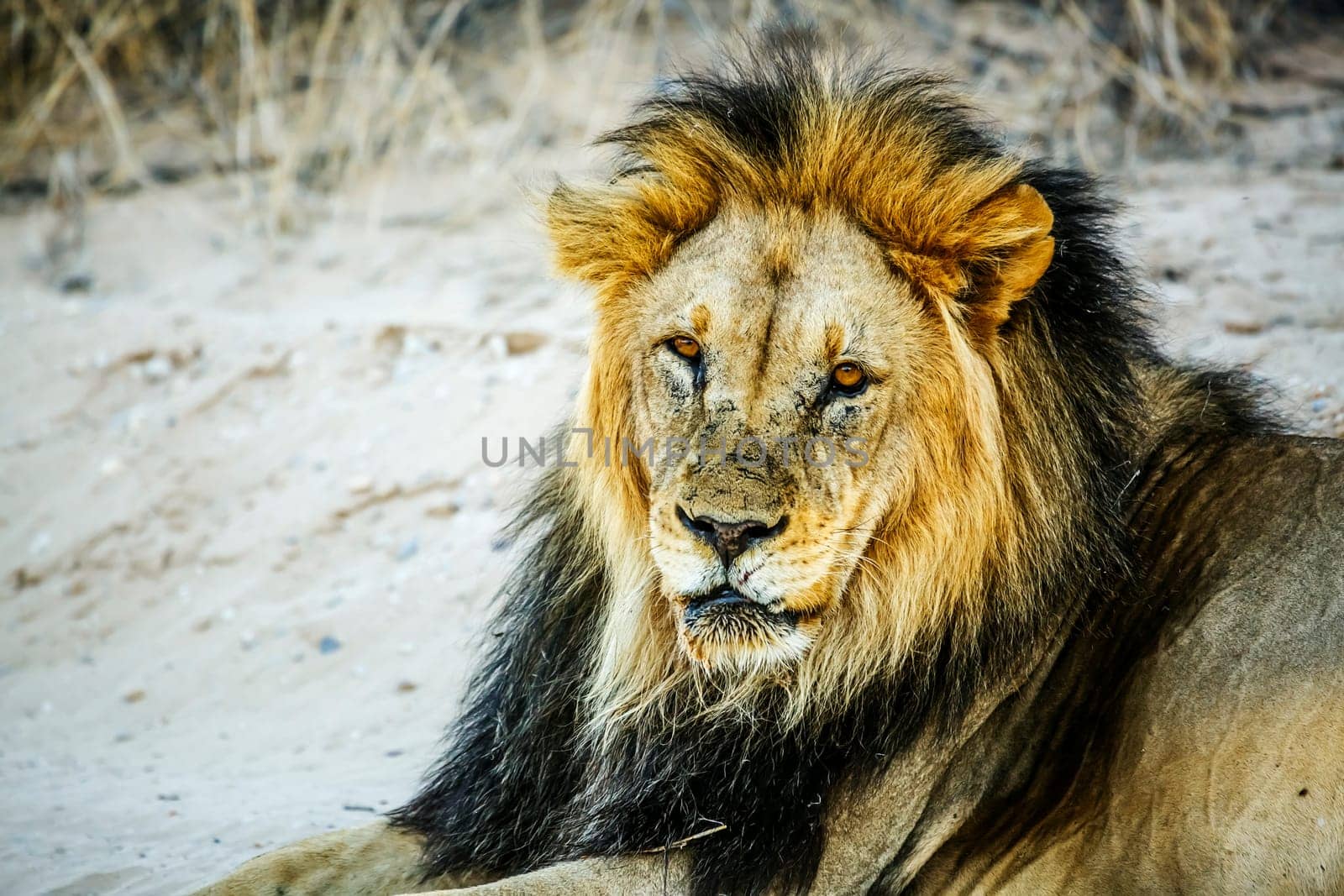 African lion male black mane portrait isolated in white background in Kgalagadi transfrontier park, South Africa; Specie panthera leo family of felidae
