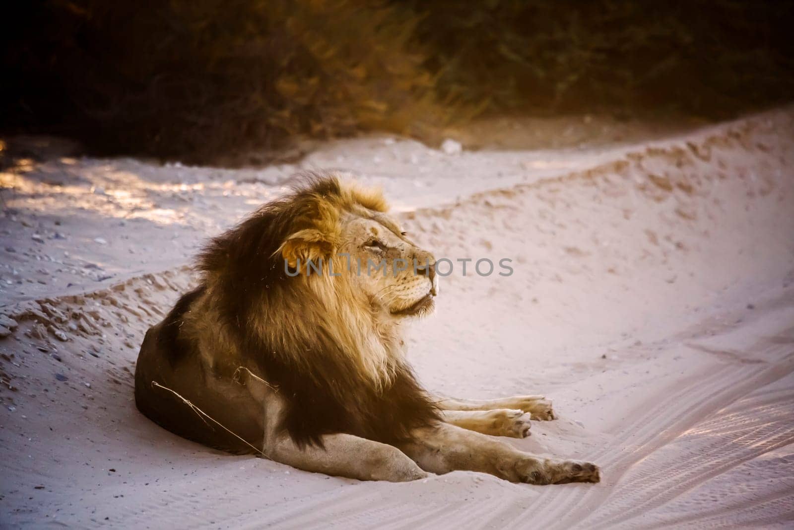 African lion in Kgalagadi transfrontier park, South Africa by PACOCOMO