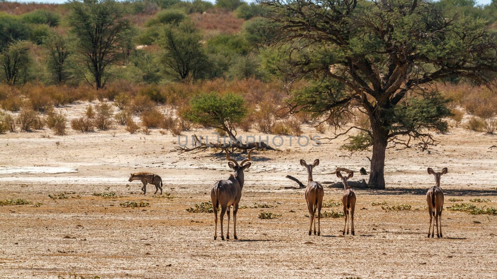 Greater kudu in alert watching spotted hyena walking by in Kglagadi transfrontier park, South Africa ; Specie Tragelaphus strepsiceros family of Bovidae