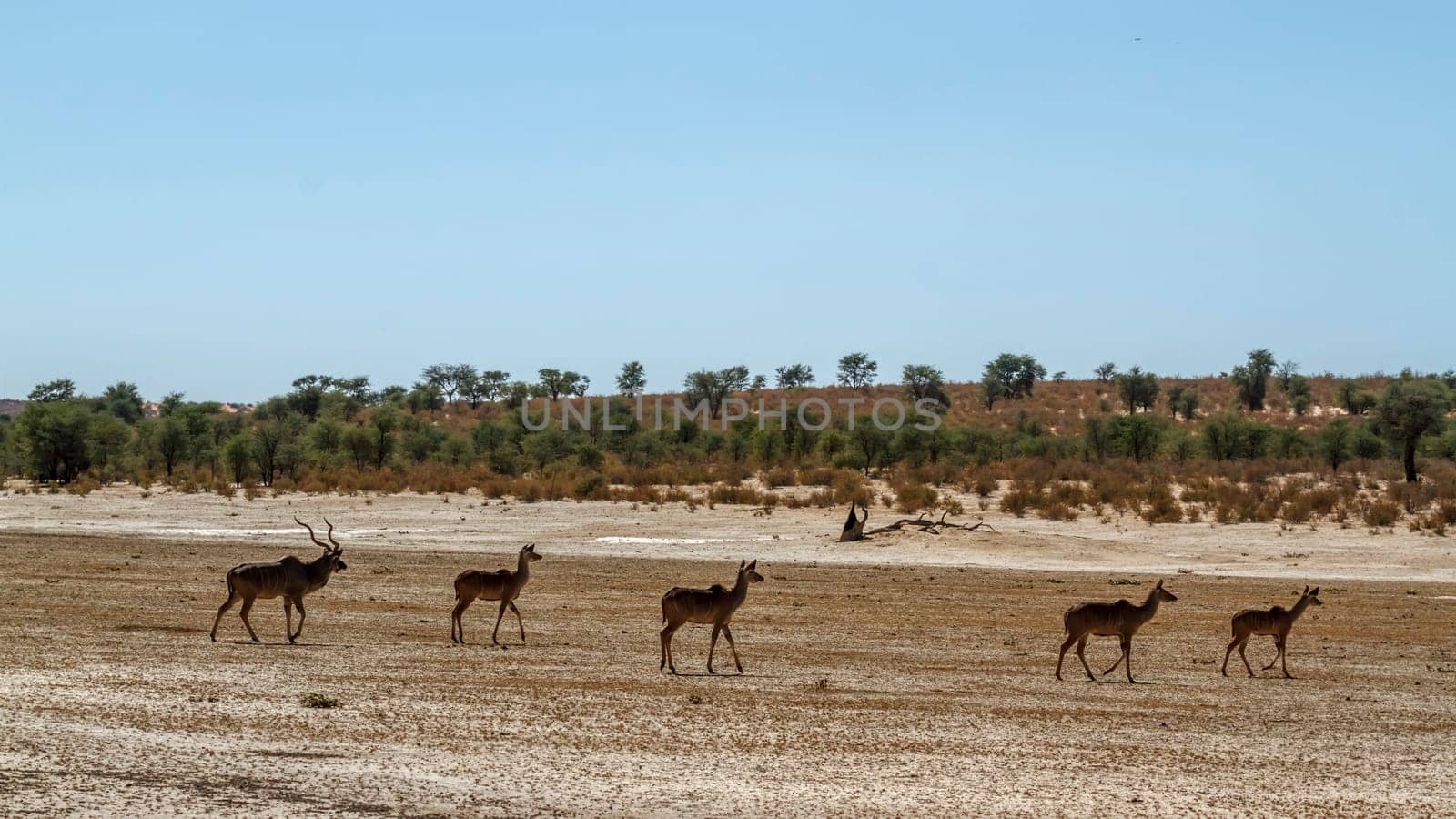 Small group of Greater kudu in dry land in Kglagadi transfrontier park, South Africa ; Specie Tragelaphus strepsiceros family of Bovidae