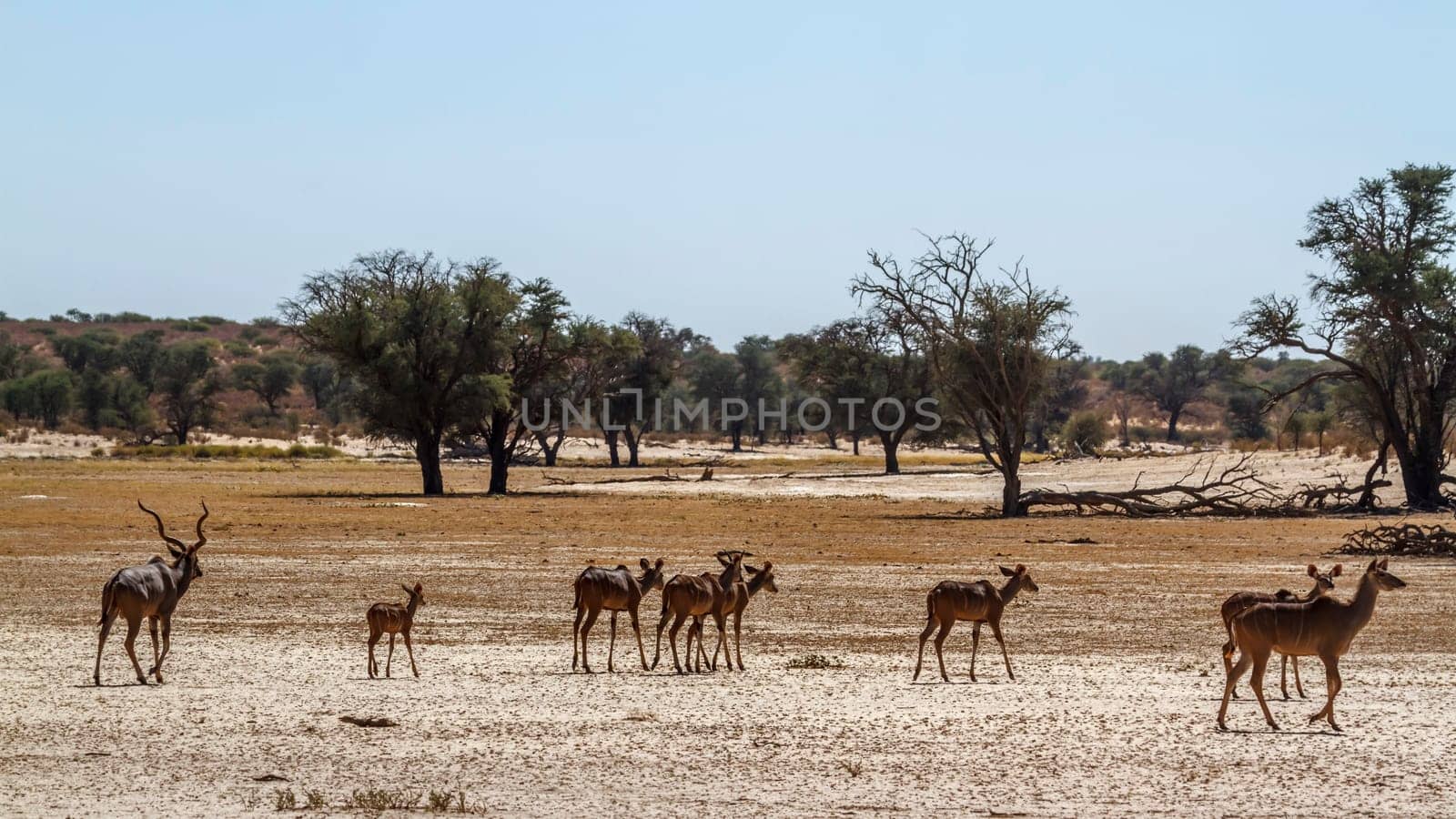 Small group of Greater kudu in dry land in Kglagadi transfrontier park, South Africa ; Specie Tragelaphus strepsiceros family of Bovidae