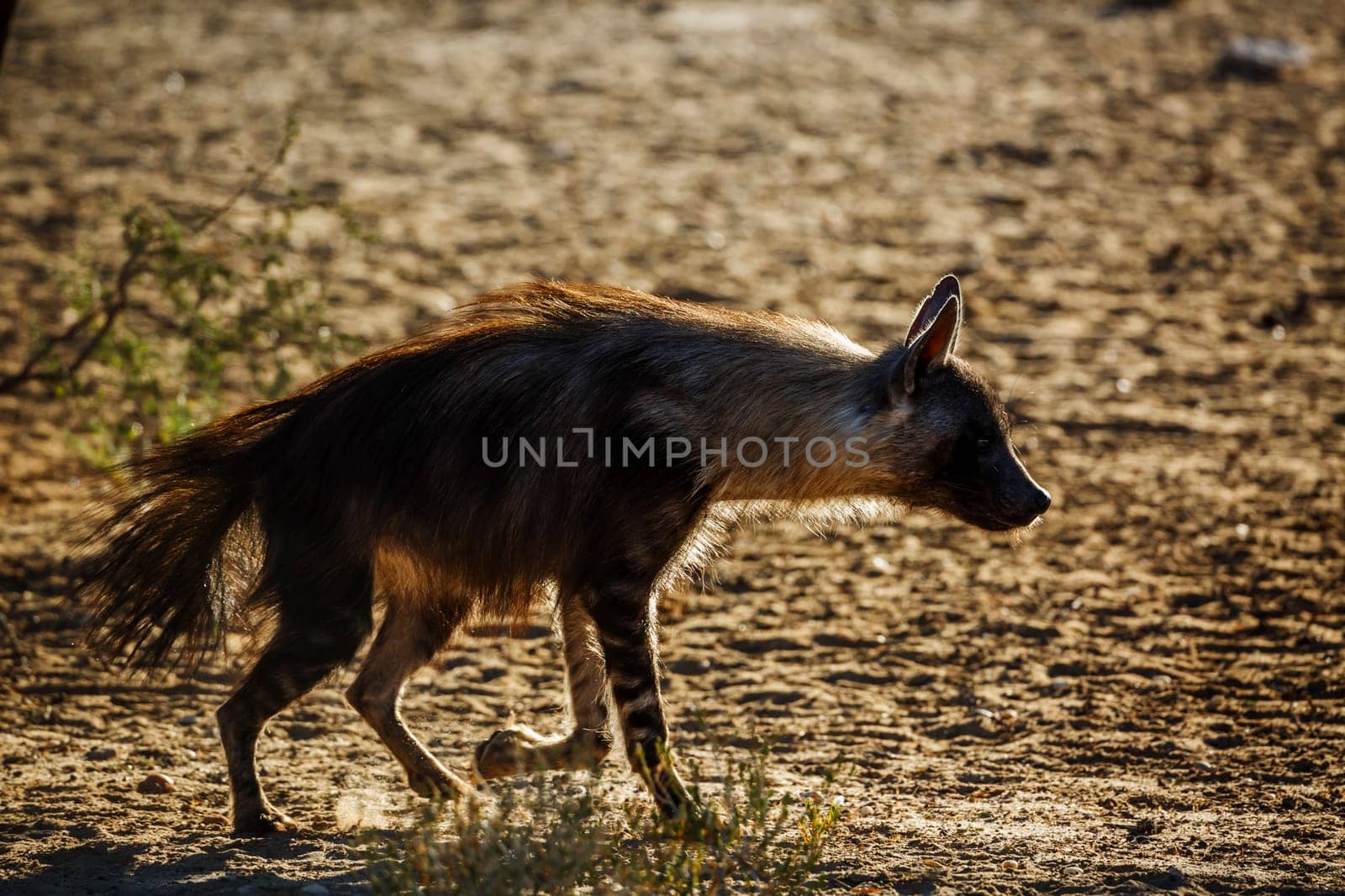 Brown hyena in Kglalagadi transfrontier park, South Africa by PACOCOMO