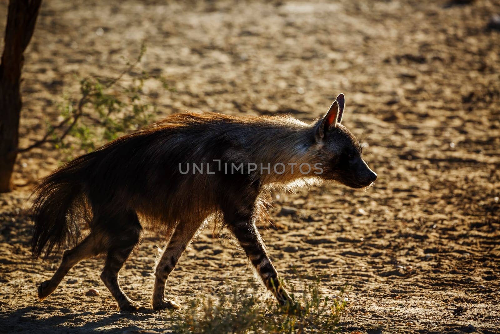 Brown hyena in Kglalagadi transfrontier park, South Africa by PACOCOMO