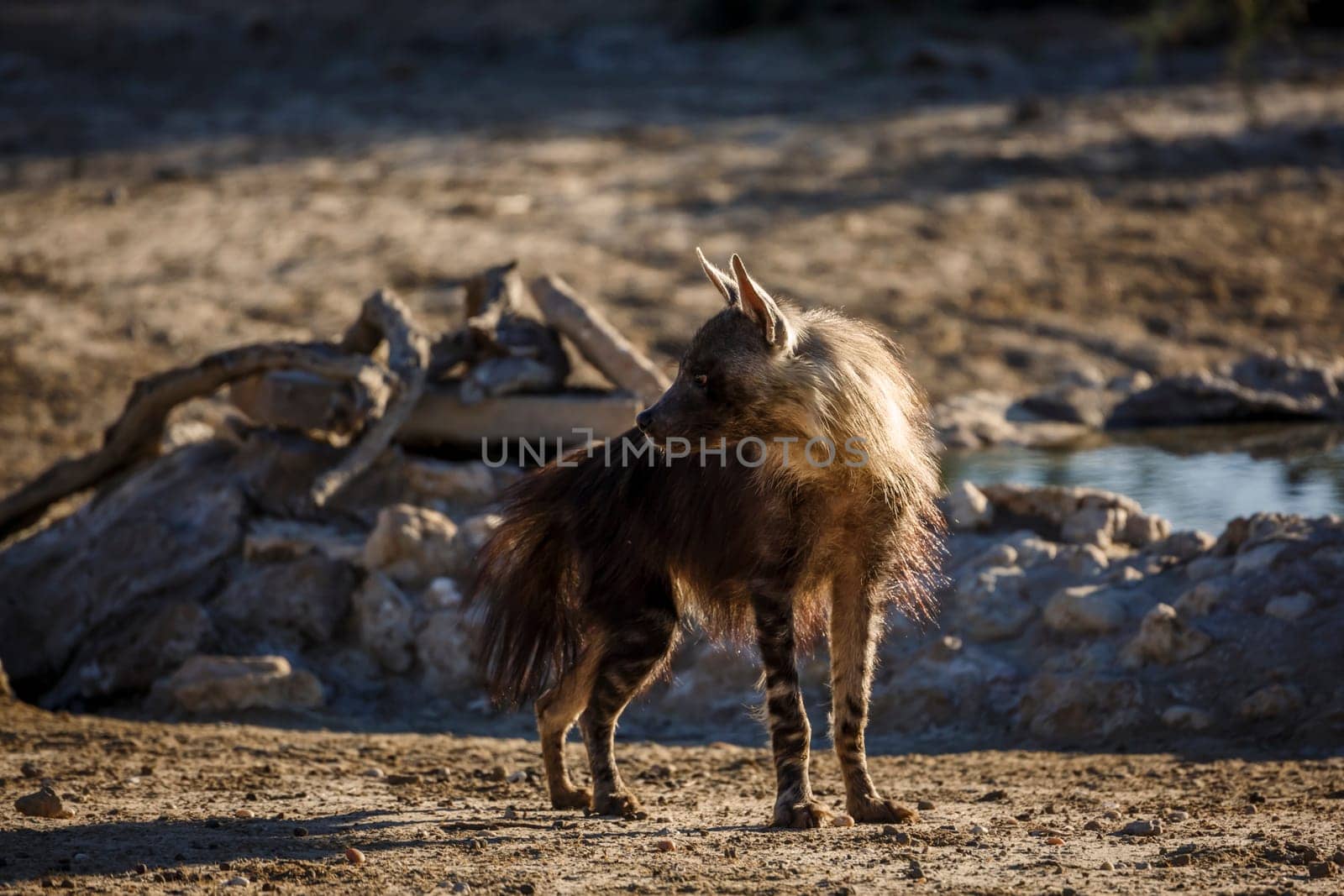 Brown hyena in Kglalagadi transfrontier park, South Africa by PACOCOMO