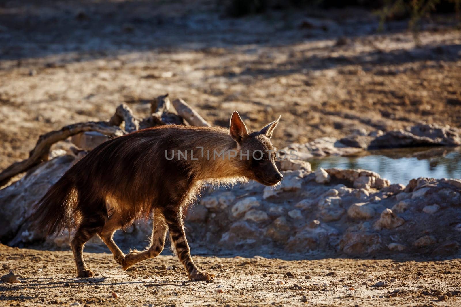 Brown hyena in Kglalagadi transfrontier park, South Africa by PACOCOMO