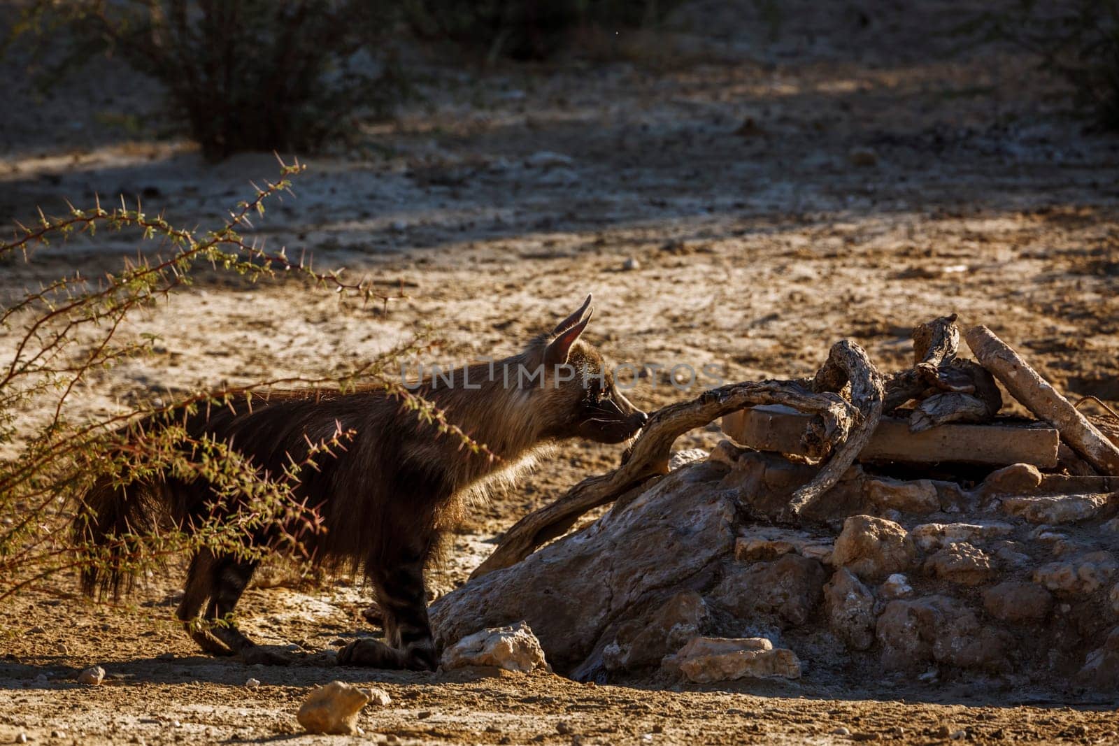 Brown hyena drinking at waterhole in Kgalagadi transfrontier park, South Africa; specie Parahyaena brunnea family of Hyaenidae