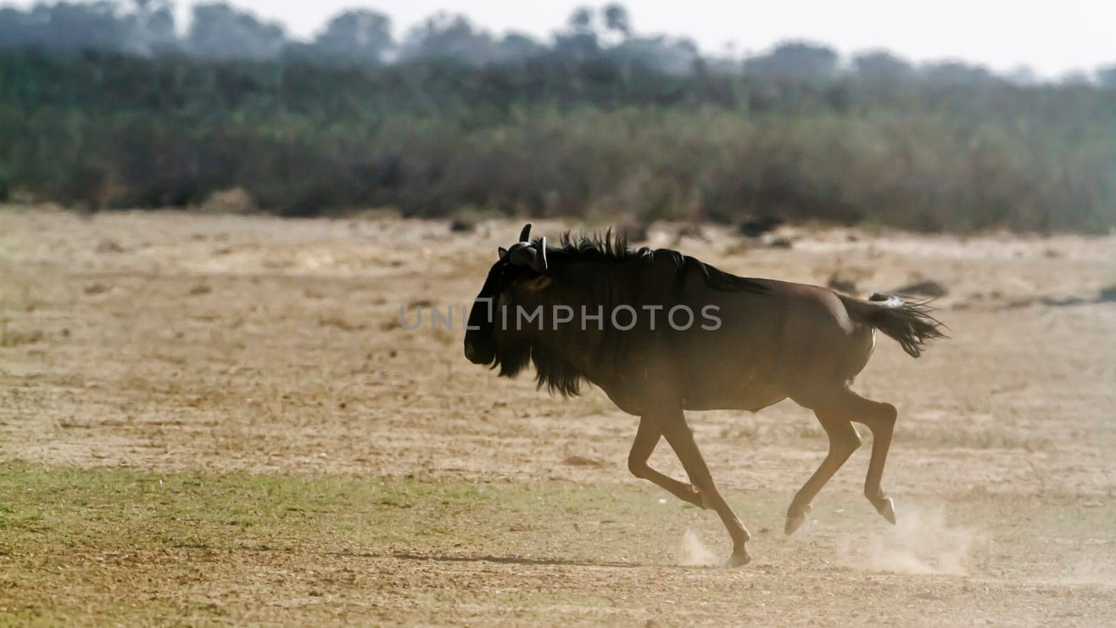 Blue wildebeest in Kgalagadi transfrontier park, South Africa by PACOCOMO