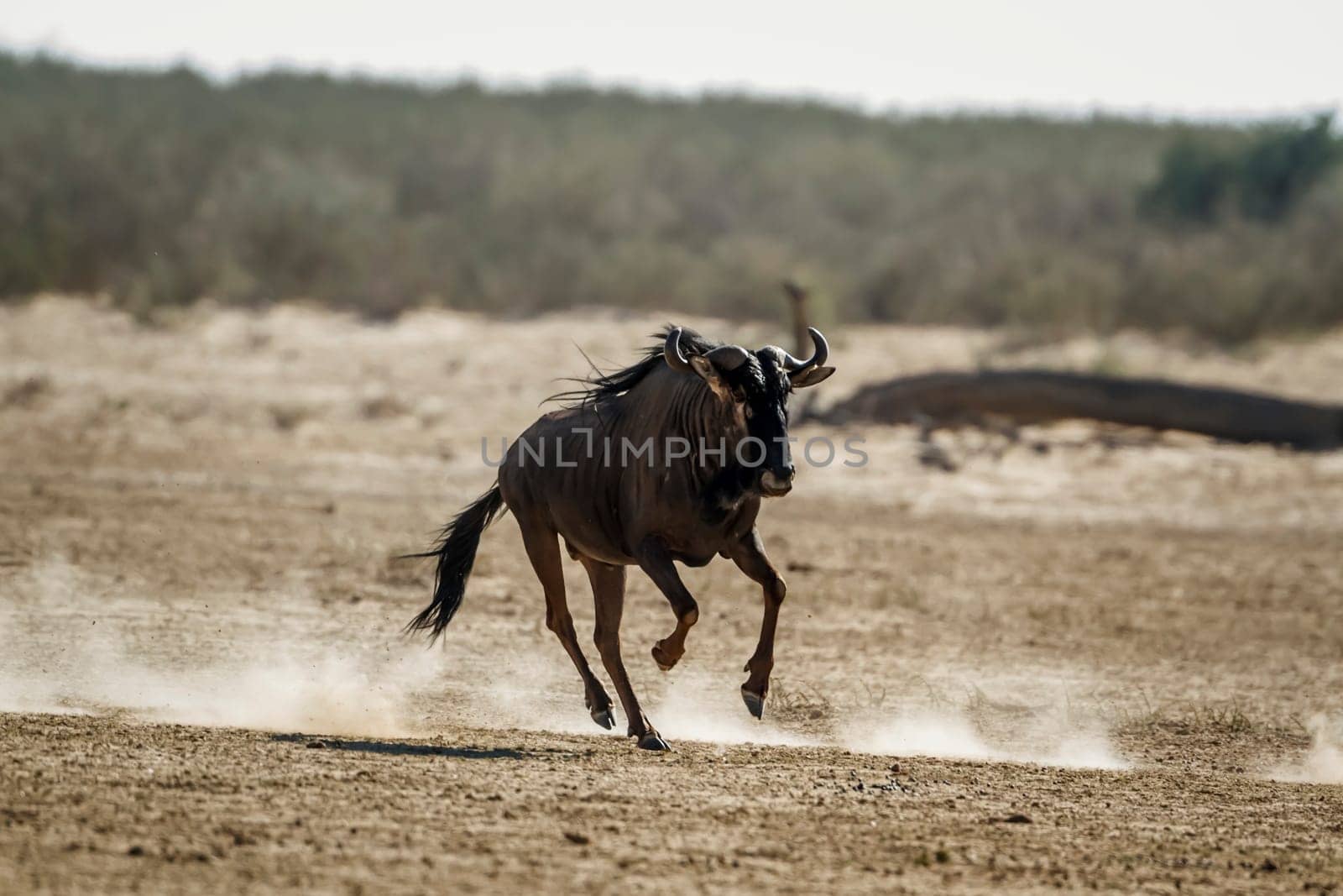 Blue wildebeest running front view in dry land in Kgalagadi transfrontier park, South Africa ; Specie Connochaetes taurinus family of Bovidae