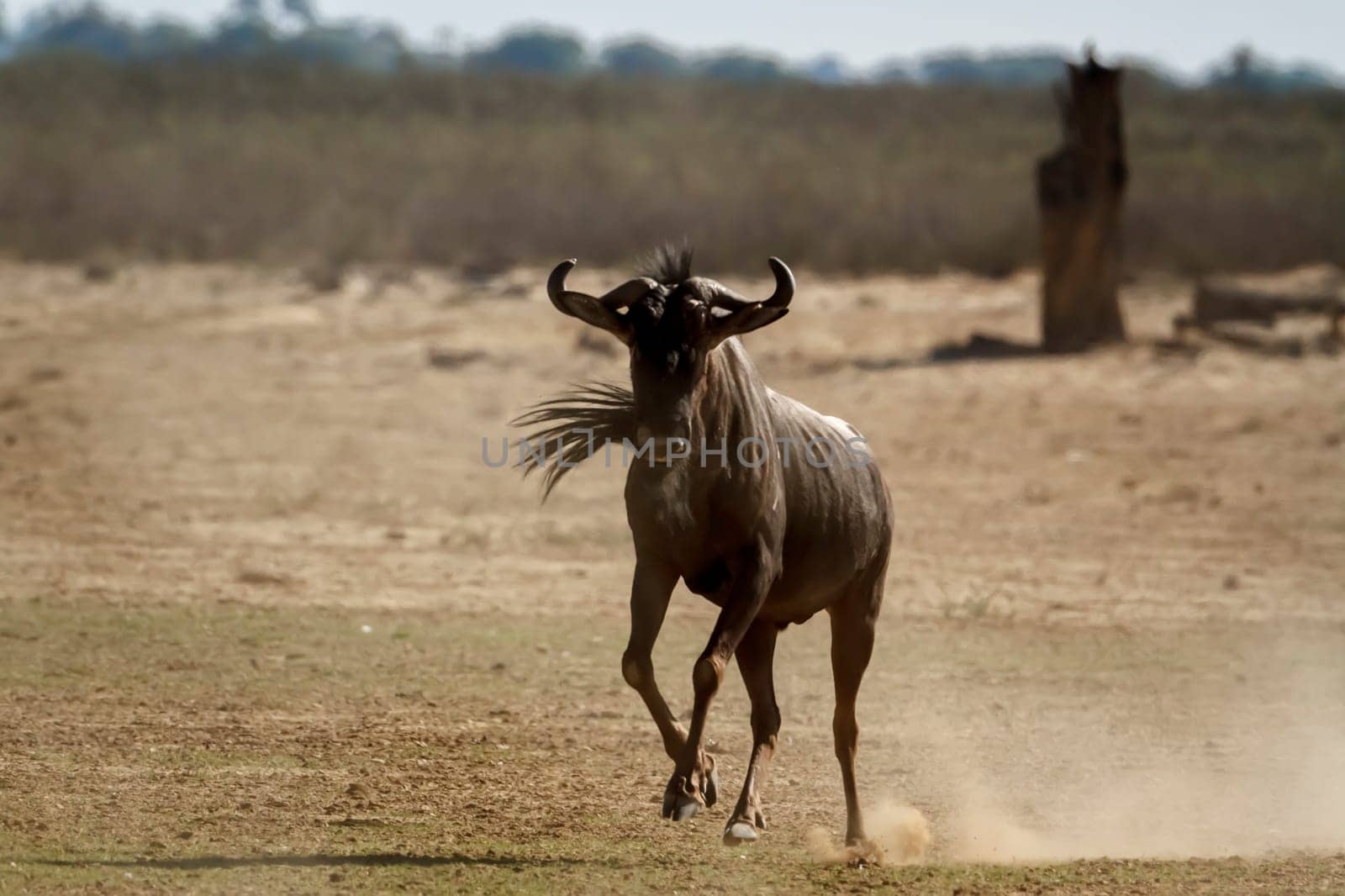 Blue wildebeest running front view in dry land in Kgalagadi transfrontier park, South Africa ; Specie Connochaetes taurinus family of Bovidae