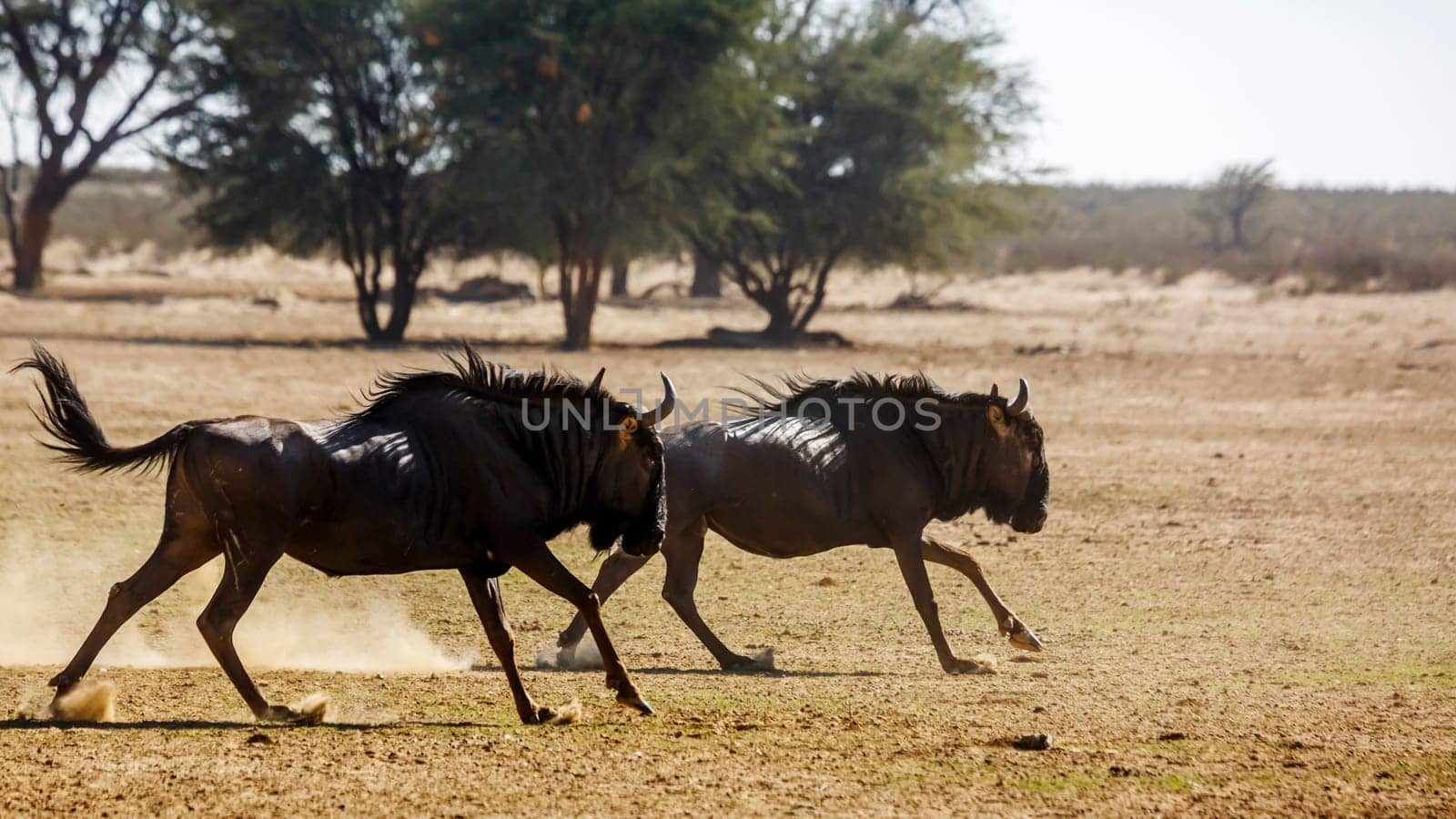 Two Blue wildebeest running out in dry land in Kgalagadi transfrontier park, South Africa ; Specie Connochaetes taurinus family of Bovidae