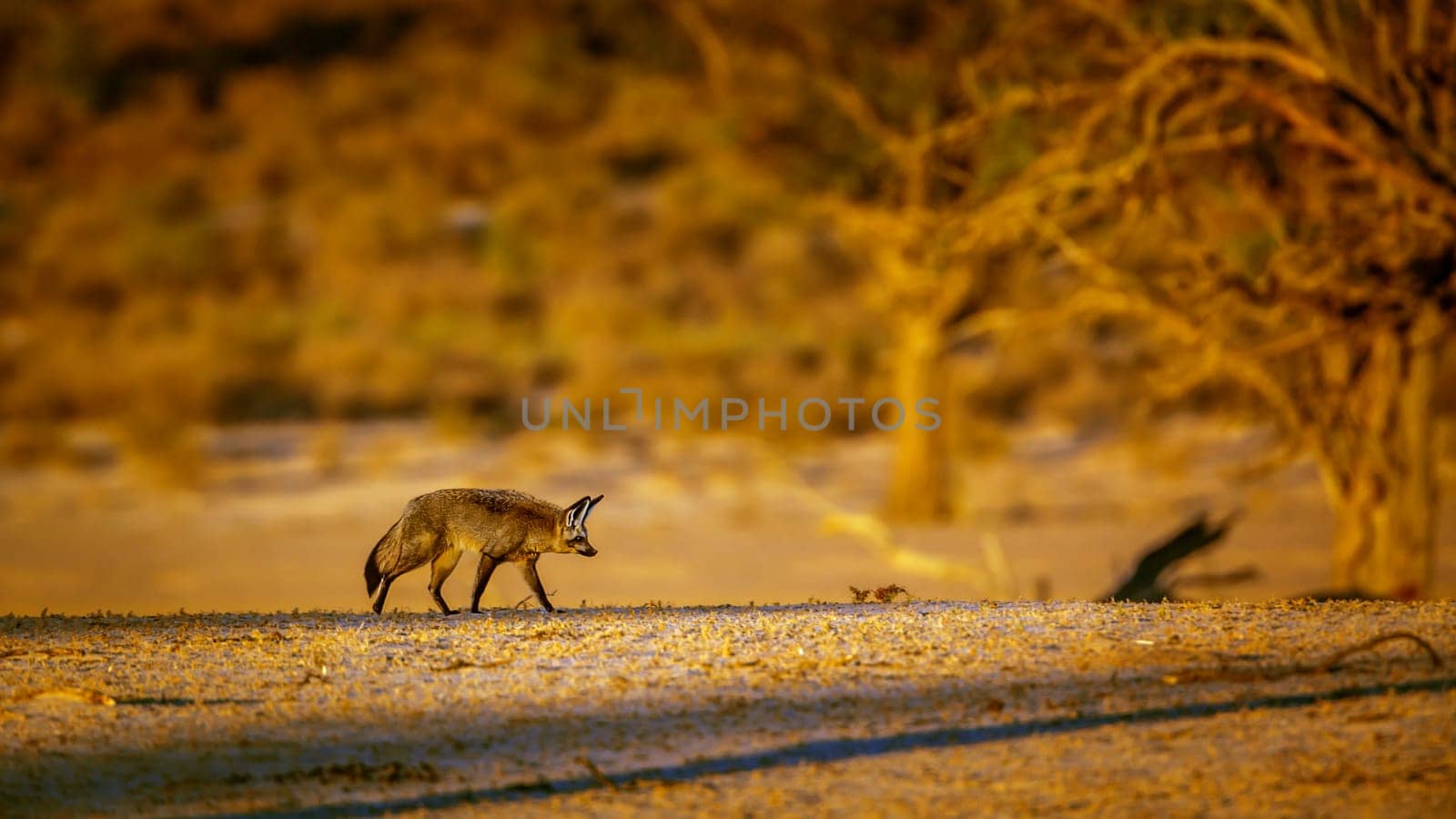 Bat-eared fox walking at dusk in dry land in Kgalagadi transfrontier park, South Africa; specie Otocyon megalotis family of Canidae 